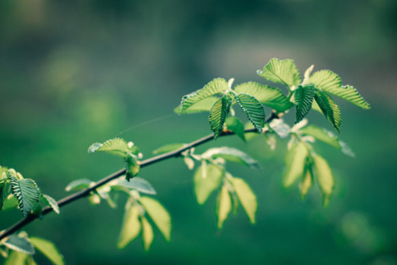 Download Fresh Green Leaves in the Spring - Spring Collection